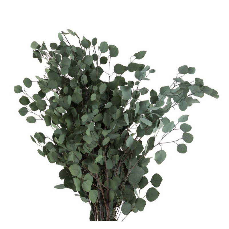 EUCALYPTUS POPULUS VERT