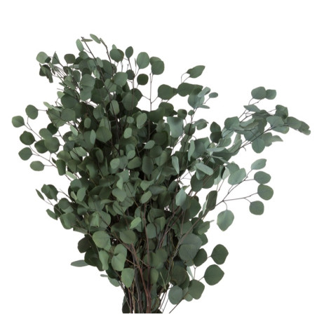 EUCALYPTUS POPULUS VERT