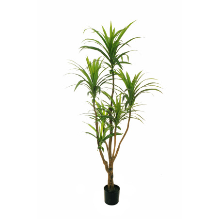 DRACAENA MARGINATA