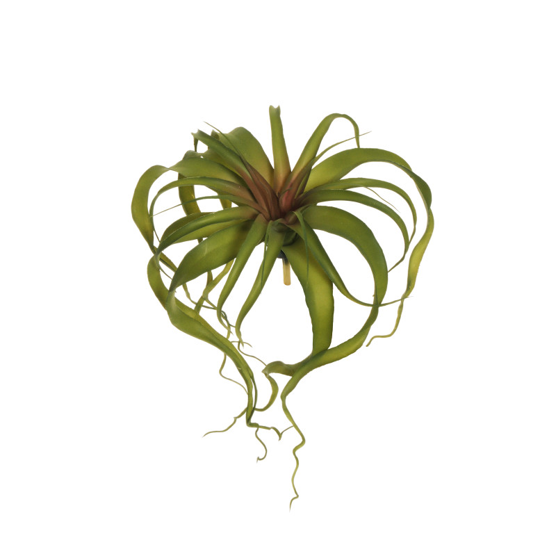 TILLANDSIA XEROGRAPHICA