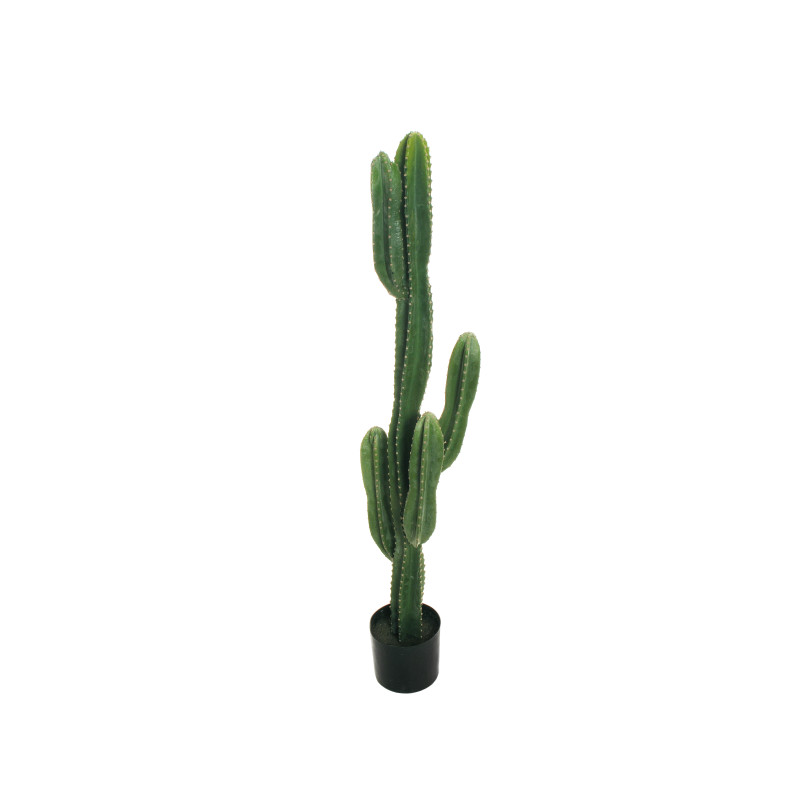 CACTUS (touché réel)