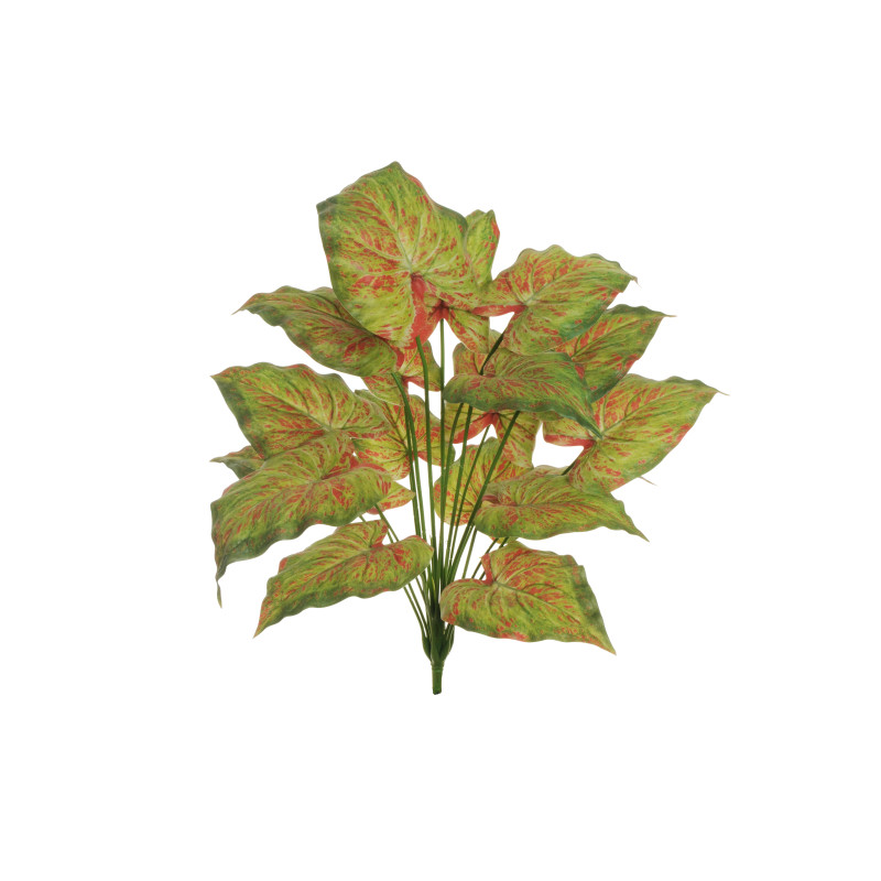 PIQUET DE CALADIUM (Touchée réel)