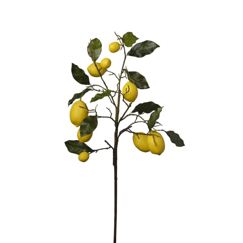 CITRONNIER