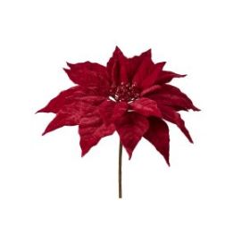 PIQUE DE POINSETTIA VELOURS