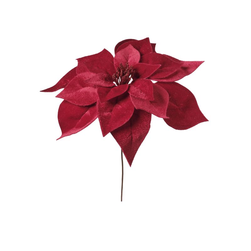 PIQUE DE POINSETTIA